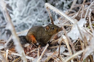 新《战地》新地图内测视频 载具补给站确认回归
